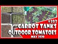 Muddybootz allotment 193  carrot tanks  outdoor tomatoes