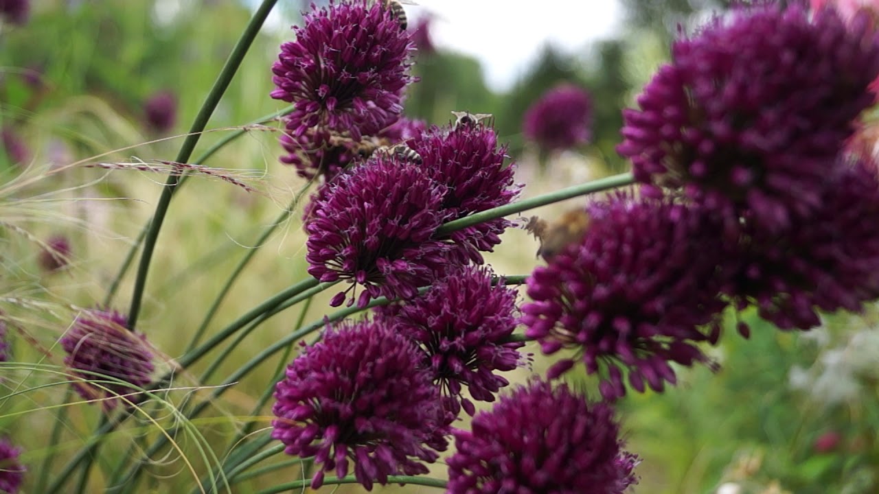 Bienen am Kugel-Lauch Allium sphaerocephalon