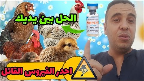🦠 فيروس قاتل يهدد الدجاج ! إليك الحلّ الفعّال قبل فوات الأوان!