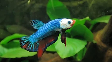 ¿Qué tamaño de acuario necesito para dos bettas?