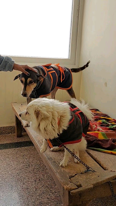 pets love....Chikali &Ravya...#petsvlog #shortsyoutube