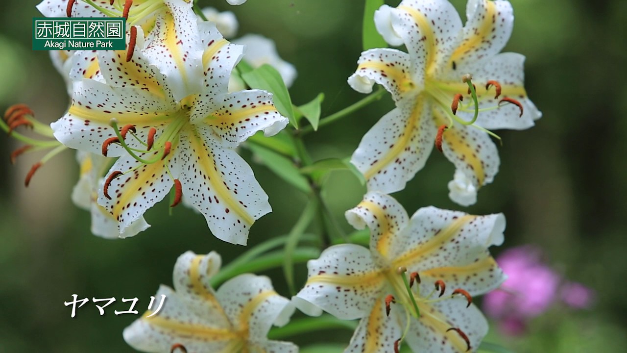 赤城自然園の四季