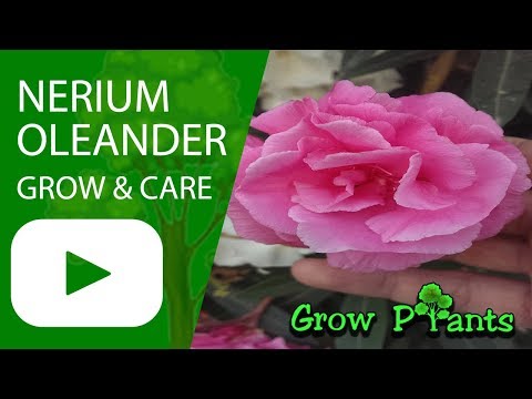 Nerium oleander - grow & care