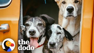 Puppy Found In Desert Becomes An Adventure Dog | The Dodo Foster Diaries