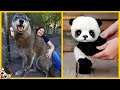 10 Animales Extraños Que Los Humanos Tienen Como Mascotas