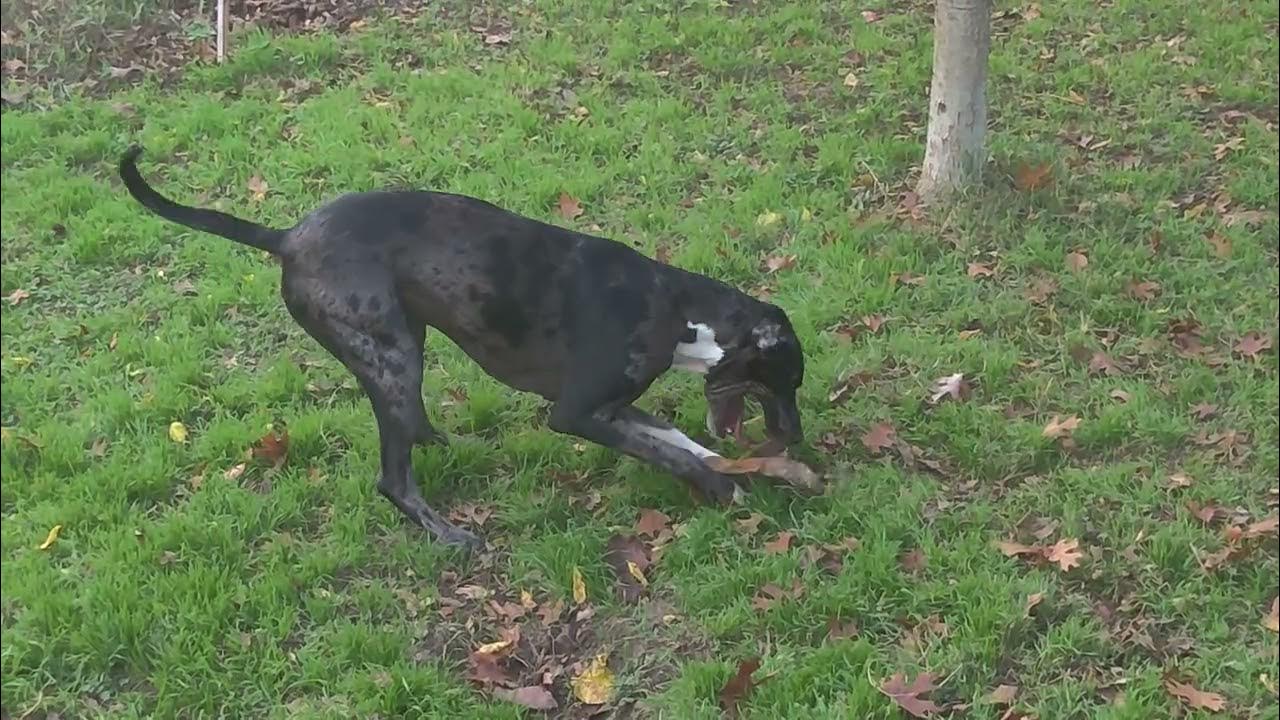 why-does-my-dog-bark-at-rocks-so-much-youtube