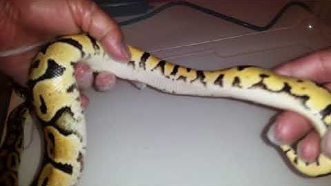 Huge unboxing. 10 ball pythons