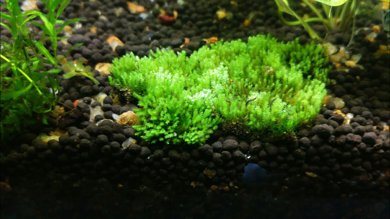 How to plant land moss in an aquarium 🌱 