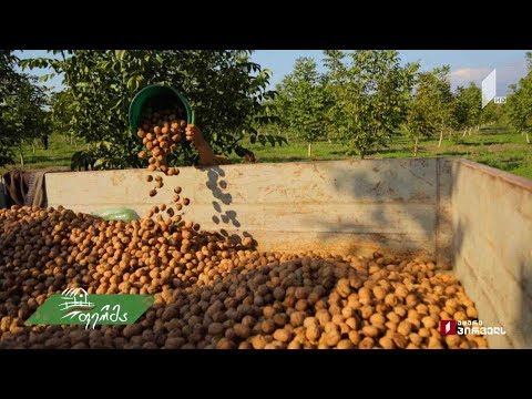 #გაიგემეტი როგორ ხარობს ამერიკული კაკალი კახეთში