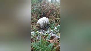 duck hawking with female goshawk