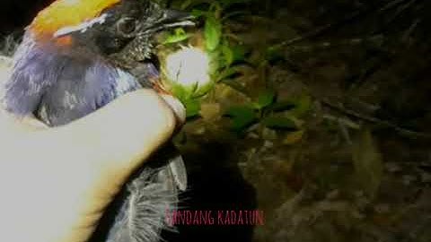 Burung paok delima/garnet pitta (burung langka kalimantan)|| lepaskan lagi coy...