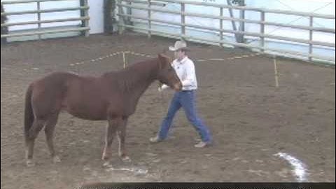 Bring Your Horse to You at Liberty with Jonathan Field