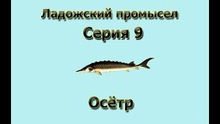 Русская Рыбалка 3.99 (Russian Fishing) Ладожский промысел 9 - Осетр