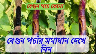 বেগুন পচাঁর সমাধান দেখে নিন । বেগুনের ফল পচা রোগ দমনের সঠিক সমাধান । beguner fol poca rog domon