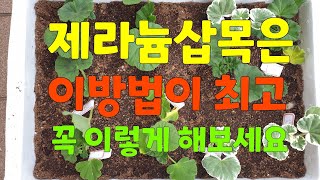 제라늄삽목 이보다 쉽고 간단한 방법 없어요 👉🏻삽목하실분 꼭 보세요