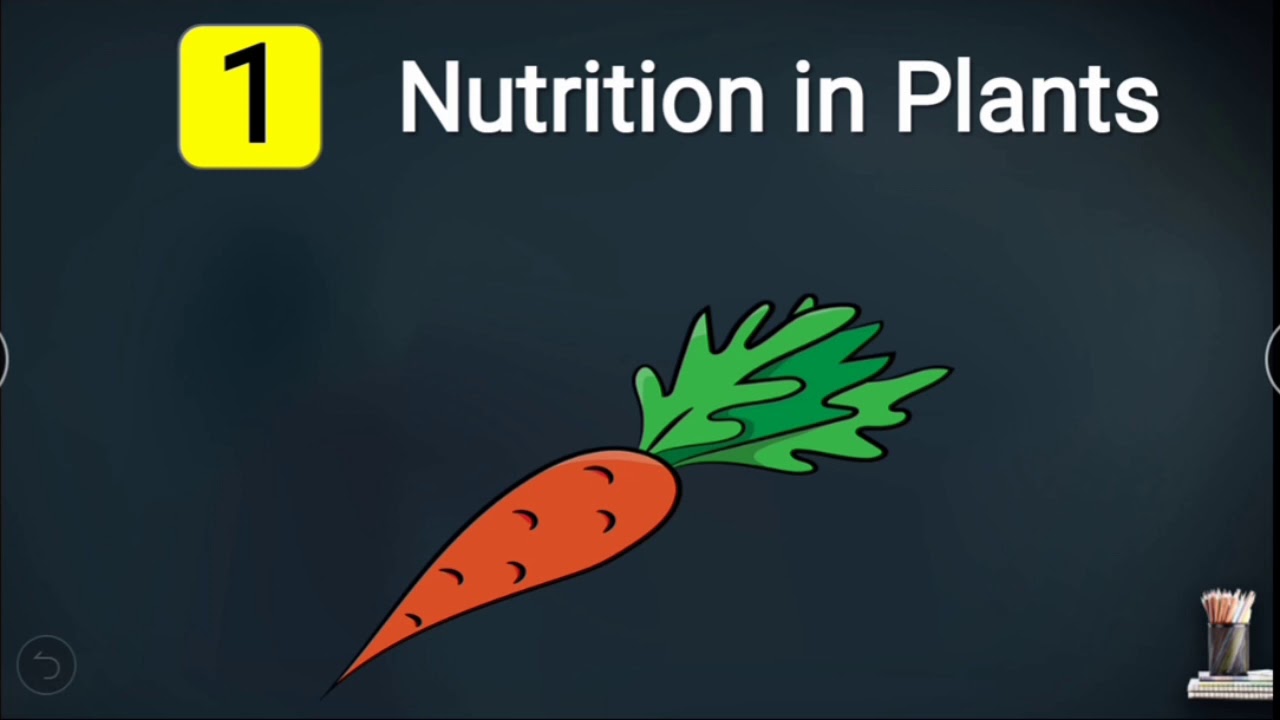 Вар по биологии 7 класс 2024. Heterotrophic Nutrition.