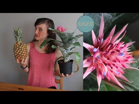 Video: Aechmea bromeliad priežiūra: patarimai, kaip auginti Aechmea bromeliad augalą