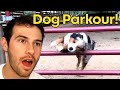 These dogs can do PARKOUR better than humans!