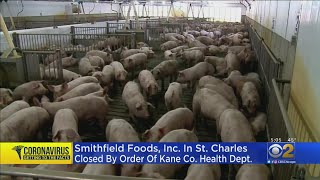 Illinois Farmers Face Potential Crisis As More Meat-Packing Plants Close For COVID-19