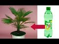 how to make plastic bottle tree || Crafts With Plastic Bottle || Waste Recycled Craft Ideas