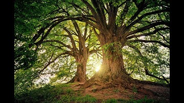 Verified Natural Forest Carbon Methodology PNS 0000202 (AFOLU-REDD+; CARBON)