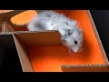 7-level Hamster Maze Speed Race - Is It Possible?