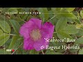 Scabrosa Rose Variety Rugosa Roses Rugosa Hybrids Growing Roses Scabrosa Rose Variety Rugosa Roses Rugosa Hybrids Growing Roses