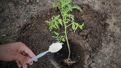 Never plant tomatoes  without this  for large fruits and more tomatoes follow,..... 🪴#plants#2024#ne