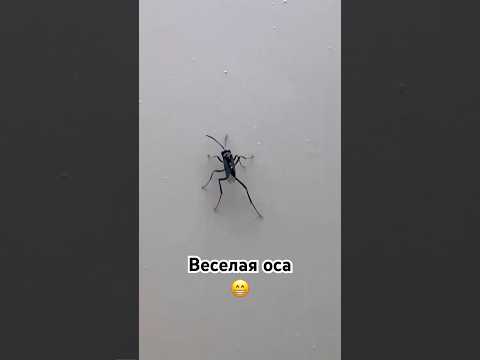 Читайте в комментариях, что это за оса. #short #insects #насекомые #shorts #israel #nature