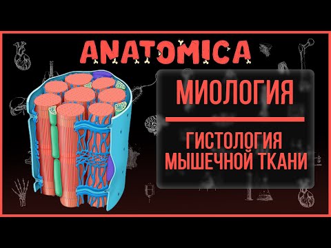 Гистология скелетной мышечной ткани / Микропрепарат / Миология