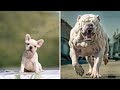 Antes y despus de animales creciendo increbles transformaciones de animales