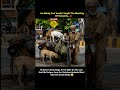 In the viral footage, the dogs sit completely calm, comfortable, #new #viral #video