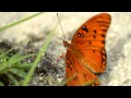 Gulf fritillary butterfly