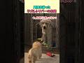門限を破った子犬レトリバーの末路