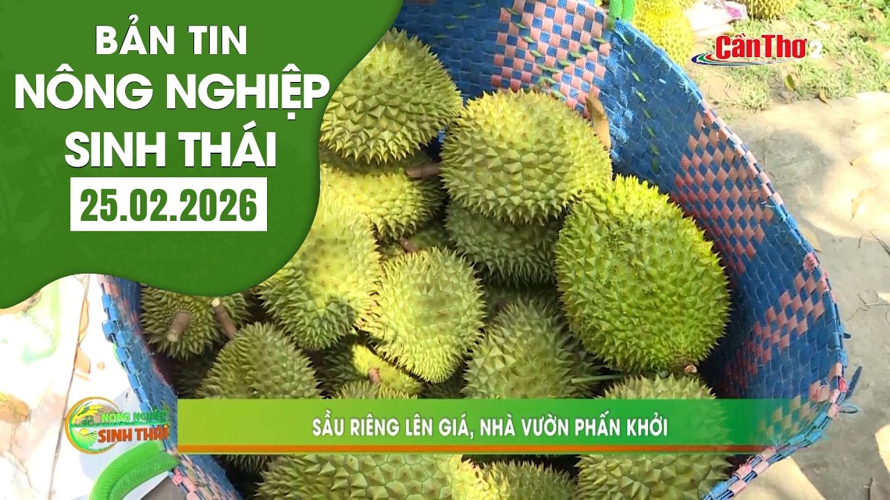 Sầu riêng lên giá, nhà vườn phấn khới | NNST 25.02.2026