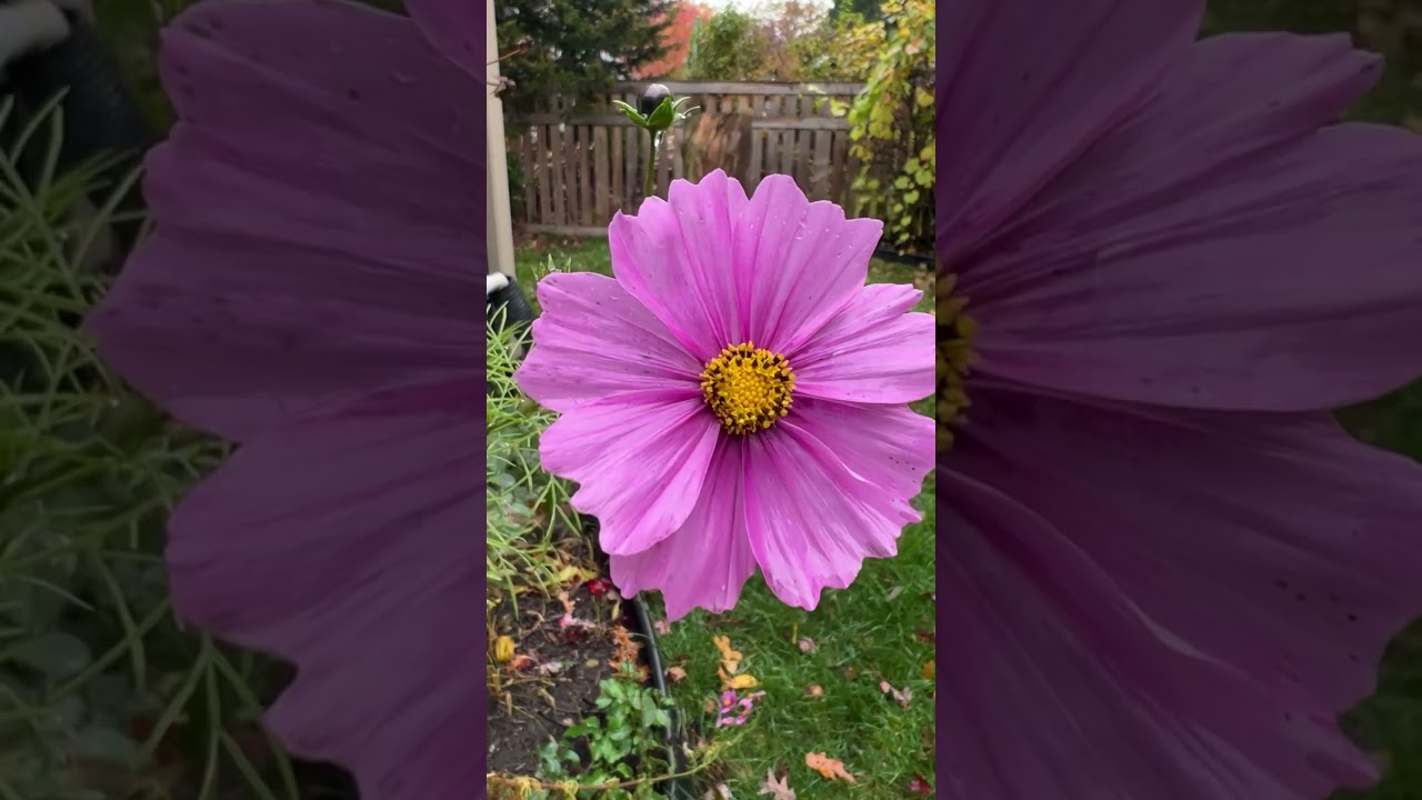 Insulted?! Learn Ur Energy | Frequency & Rise. 