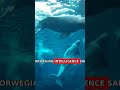 The whale that may have been a Russian spy