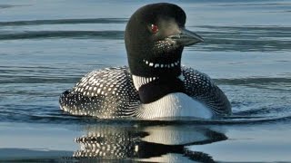 Loon Calling Sound Effect Hq