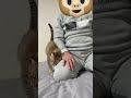 朝のスリスリ😸