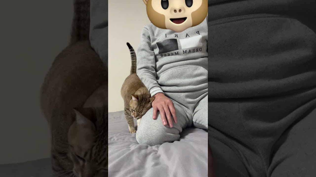 朝のスリスリ😸