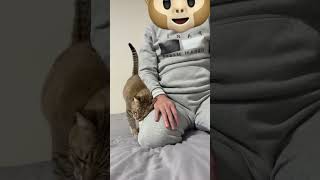 朝のスリスリ😸