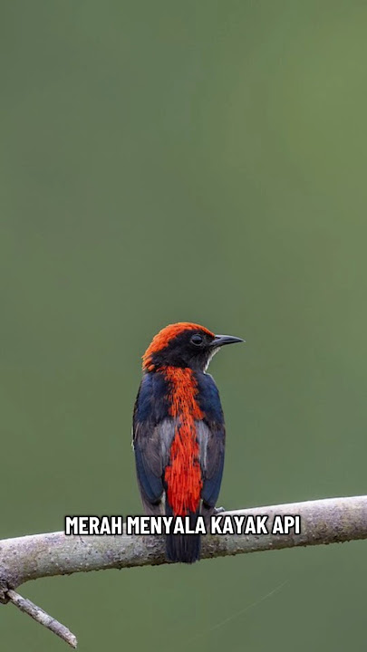 Burung Cabai Merah | Si Mungil Menyala