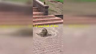 Monkey teleports to Lumbridge