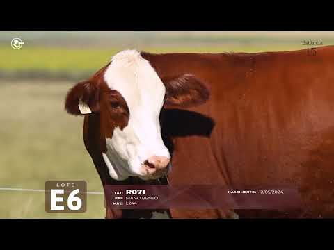 Lote E6 TAT R071 F Braford