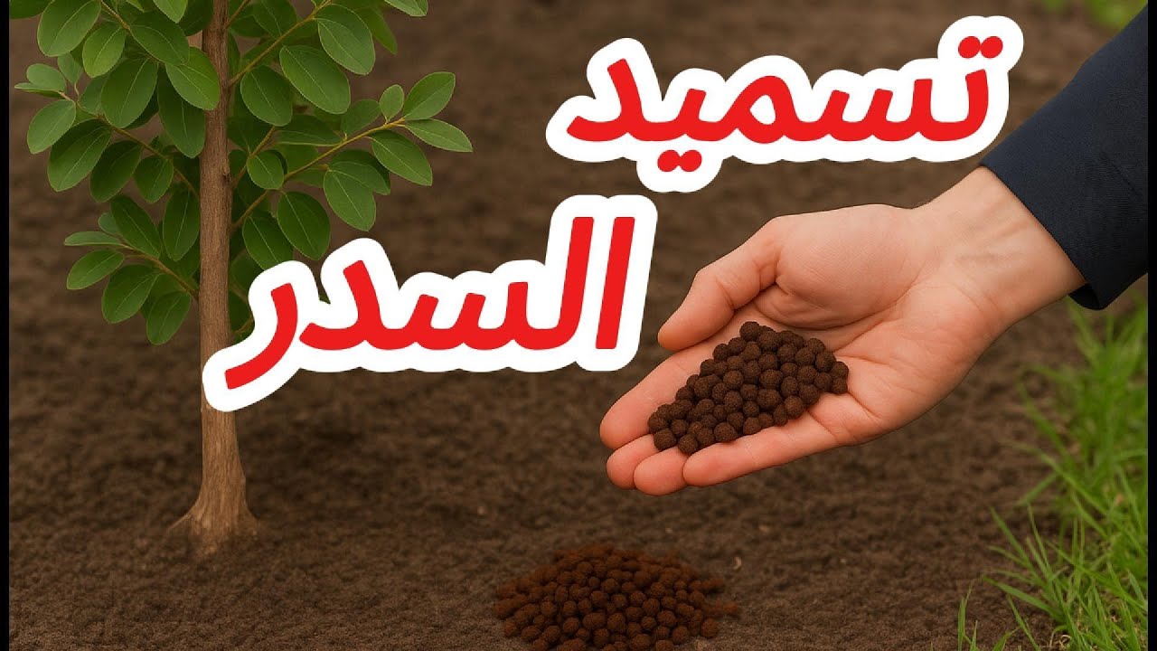 طريقة تسميد السدر الصحيحة | سر التزهير والإثمار الغزير في مزرعتنا خلال شهر 8 و9