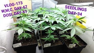 Blue Sunset Sherbert The  Banana Punch, And Harvest The Water Melon Candy, Vlog NR 173