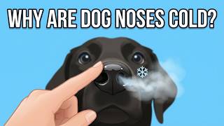 Why Do Dogs Have Cold Noses?