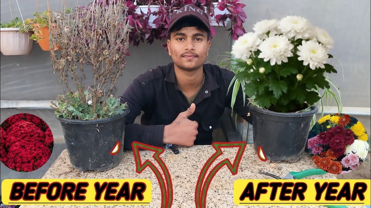 🔴Chrysanthemum Care: सीजन खत्म होने के बाद गुलदावरी को फेंकें नहीं! 🌸