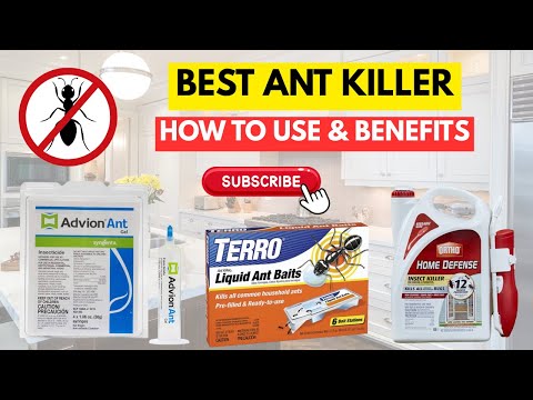 The Best Ant Killers Tested! | Real Results Inside