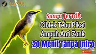 Prenjak Tebu Gacor | Ciblek Rawa Gacor | Suara Ciblek Tebu Betina Memanggil Jantan